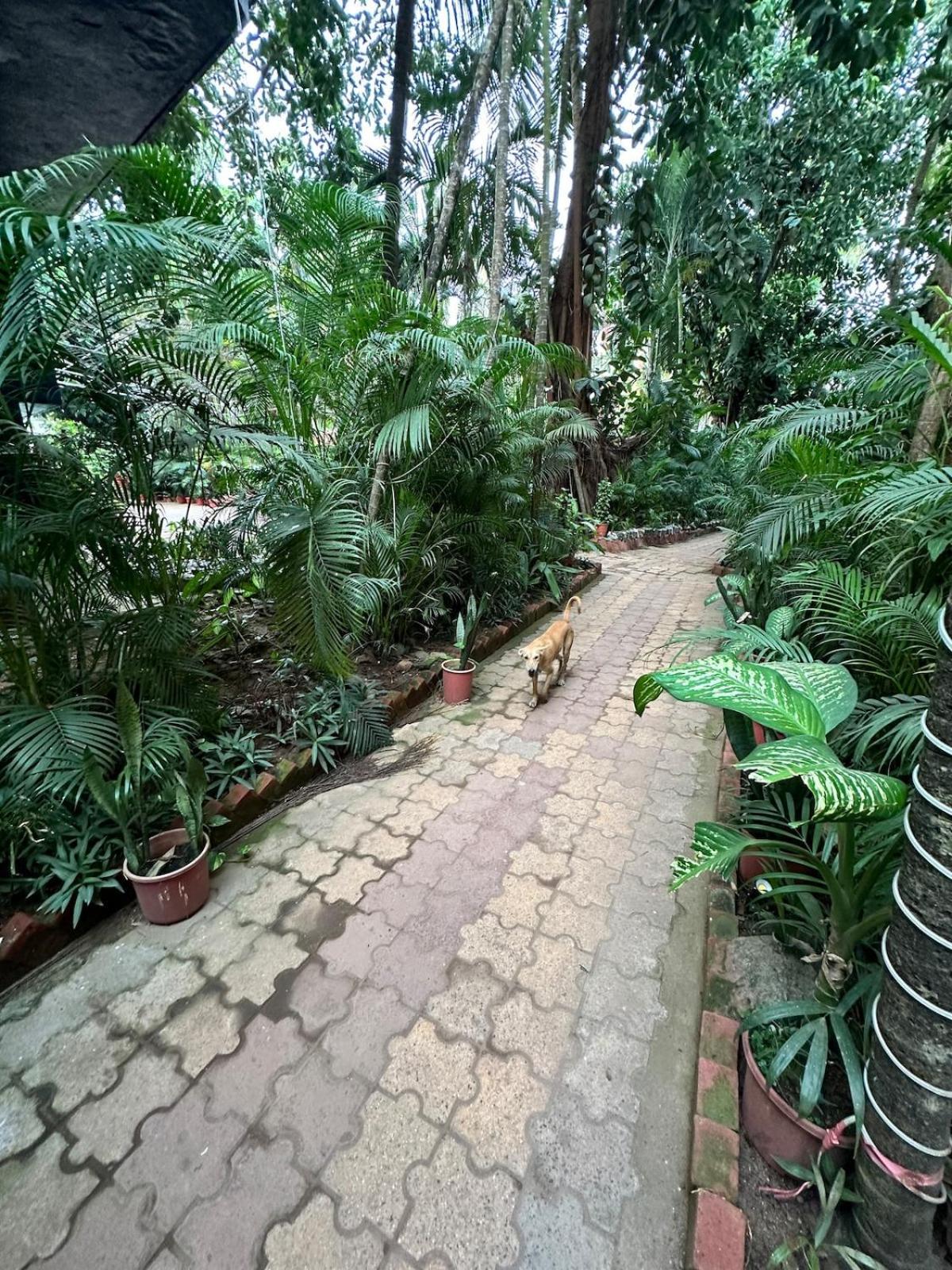 Pool Facing In Calangute Apartment